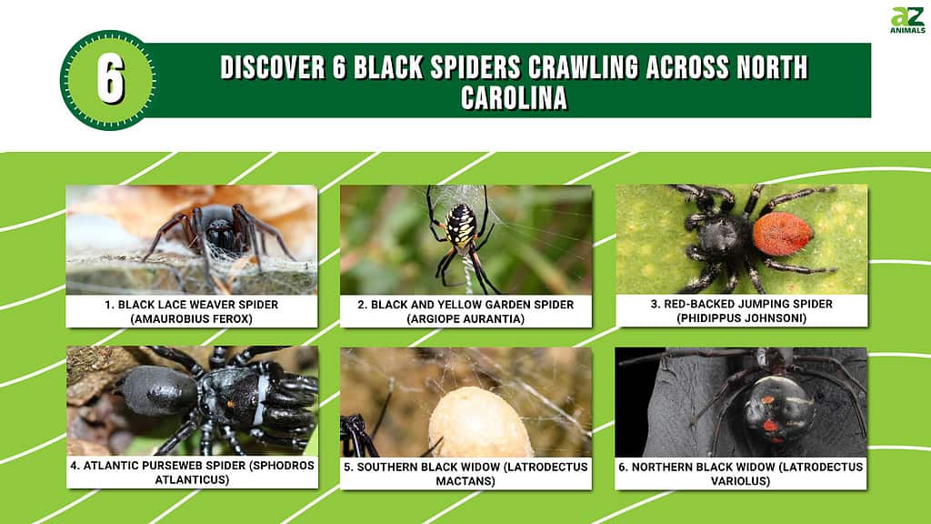 Discover 6 Black Spiders Crawling Across North Carolina infographic