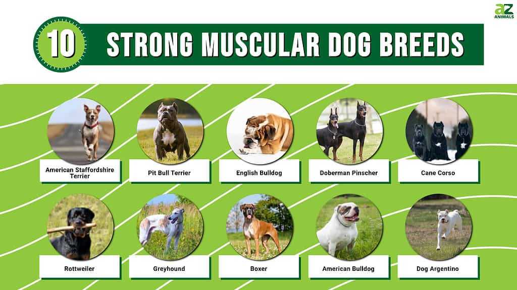Strong muscular dogs infographic