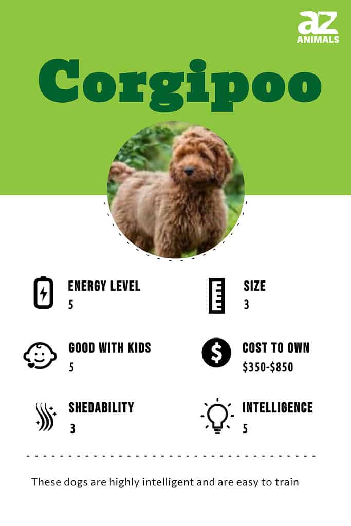 Corgipoo mix 2024