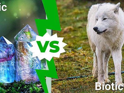 A Abiotic vs Biotic: What’s The Difference?