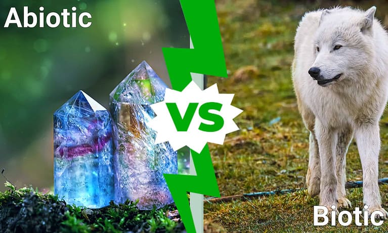 abiotic vs biotic