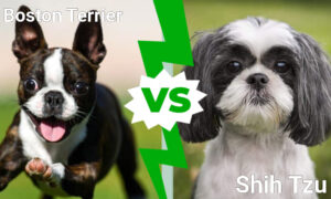 Cutest Dogs in the World: Boston Terrier vs. Shih Tzu Picture