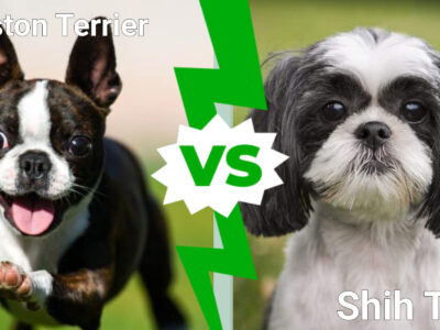 A Cutest Dogs in the World: Boston Terrier vs. Shih Tzu