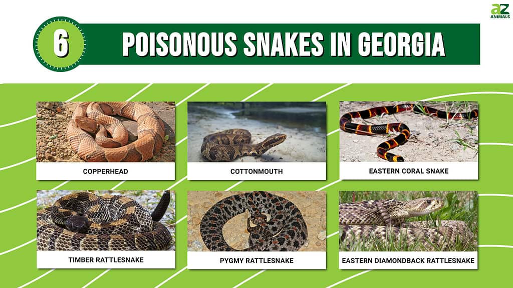 Infographic showing six venomous snakes in Georgia.