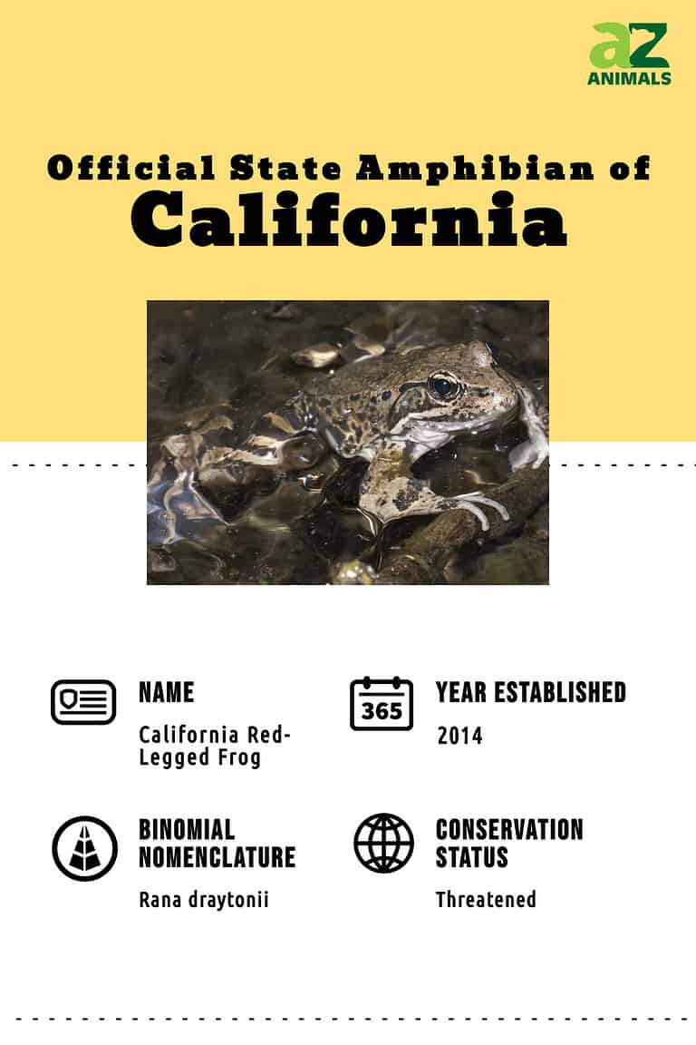 Discover the Official California State Amphibian - A-Z Animals