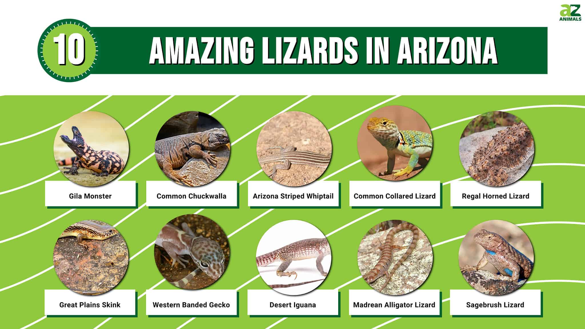 Discover 10 Amazing Lizards in Arizona - A-Z Animals