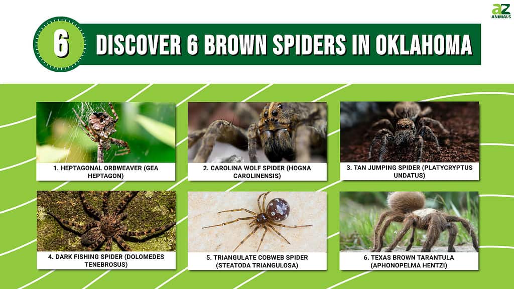 Discover 6 Brown Spiders in Oklahoma infographic