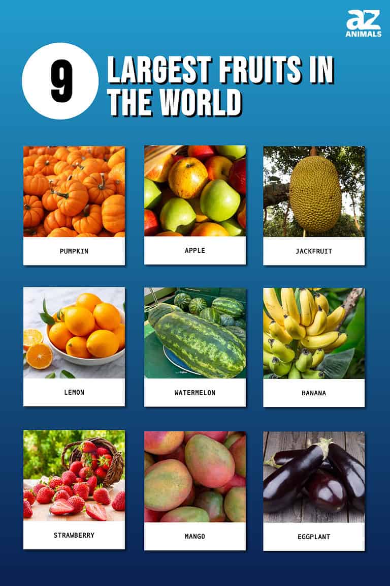 the-9-largest-fruits-in-the-world-a-z-animals