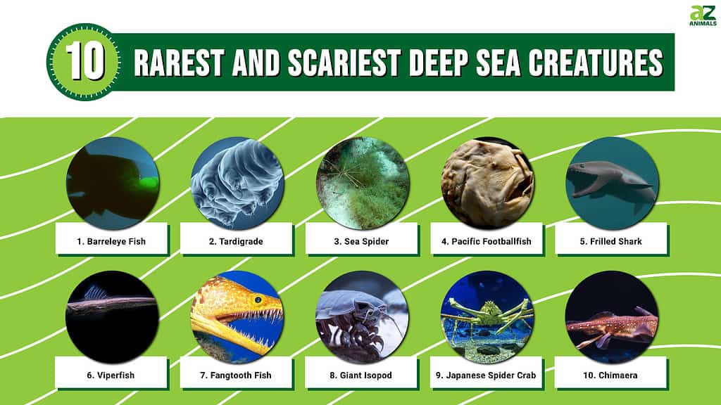 10 Deep Sea Creatures: Discover the Rarest Scariest Animals Beneath the