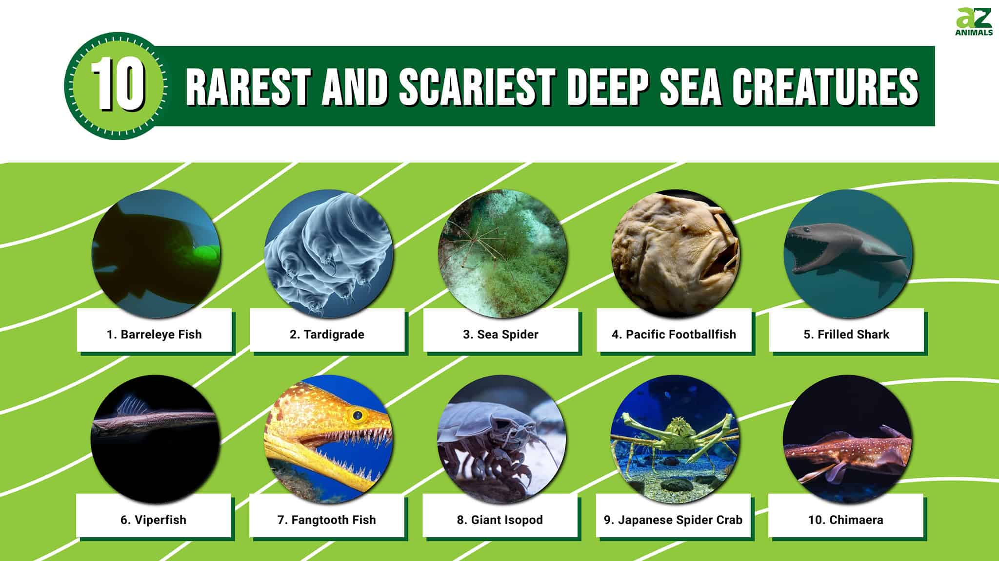 10 Deep Sea Creatures: Discover the Rarest Scariest Animals Beneath the ...