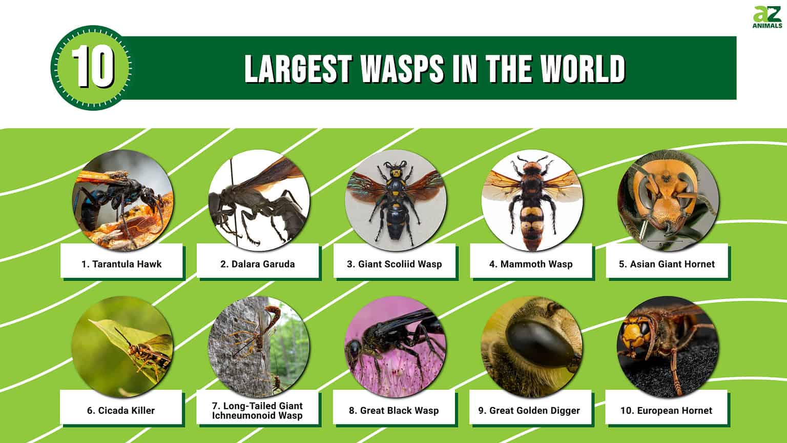 The 10 Largest Wasps In The World AZ Animals