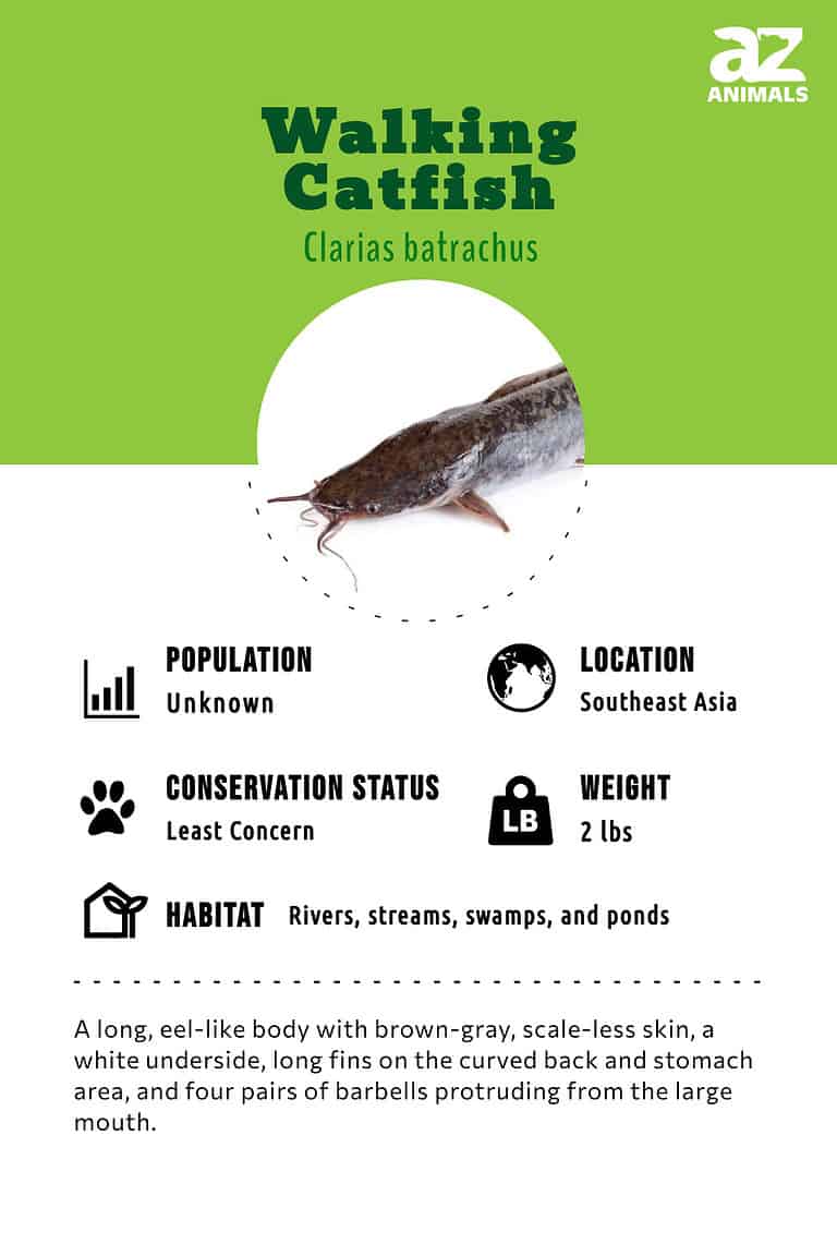 Walking Catfish AZ Animals