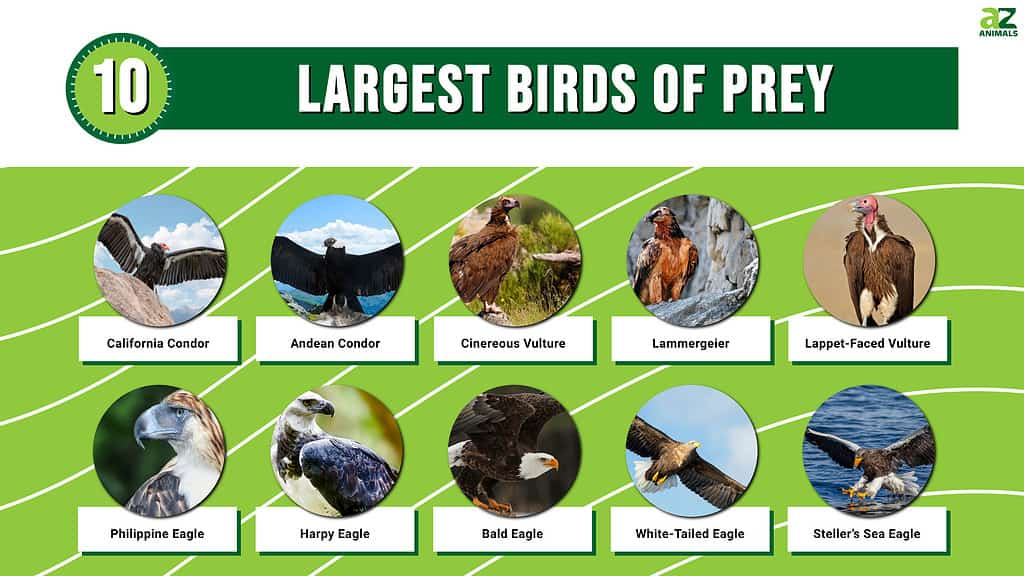 Infographic of the 10 Largest Birds of Prey