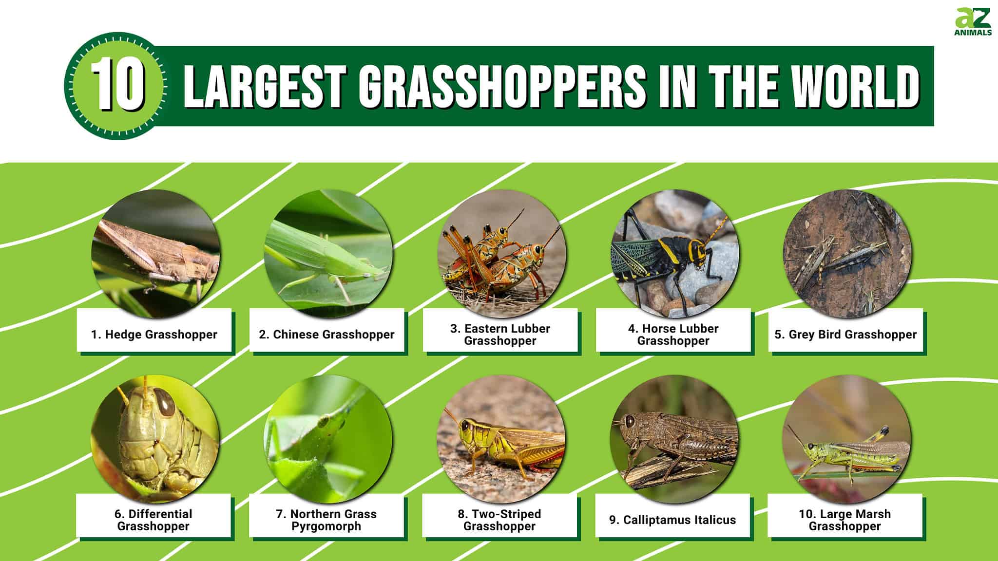 The 10 Largest Grasshoppers In The World - A-Z Animals