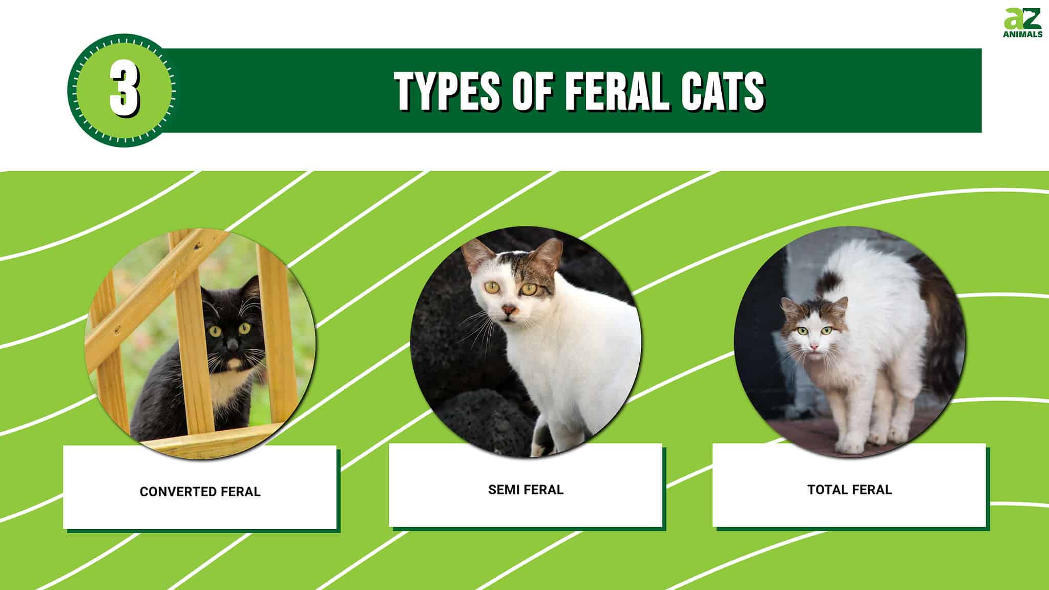 Understanding The 3 Types Of Feral Cats A Z Animals Understanding The 3 Types Of Feral Cats A Z Animals