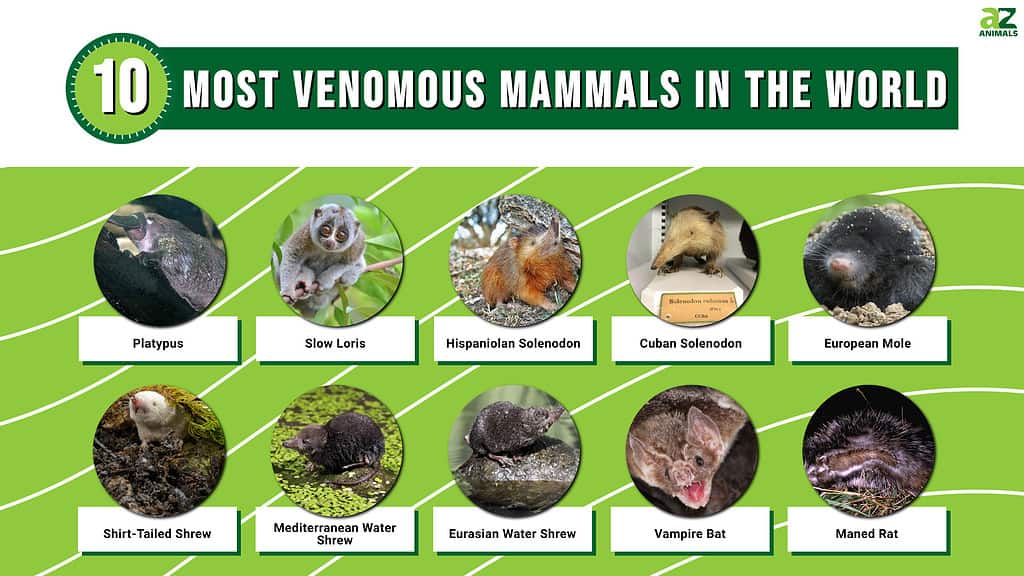 Infographic of the Most Venomous Mammals in the World