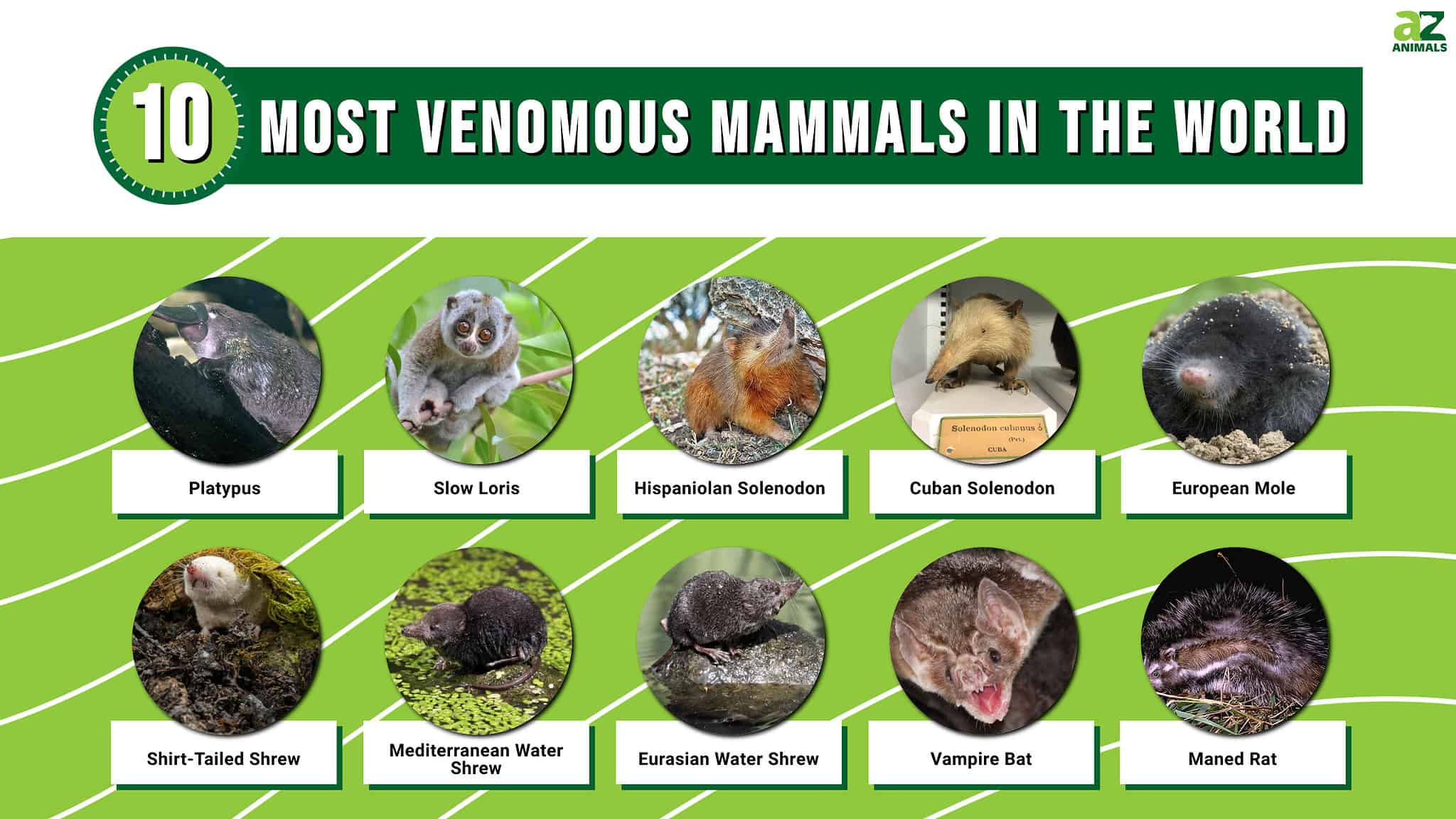 The World's 10 Most Venomous Mammals - A-Z Animals