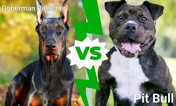 Doberman Pinscher Vs. Pit Bull: Which Breed Is Right for You? - A-Z Animals