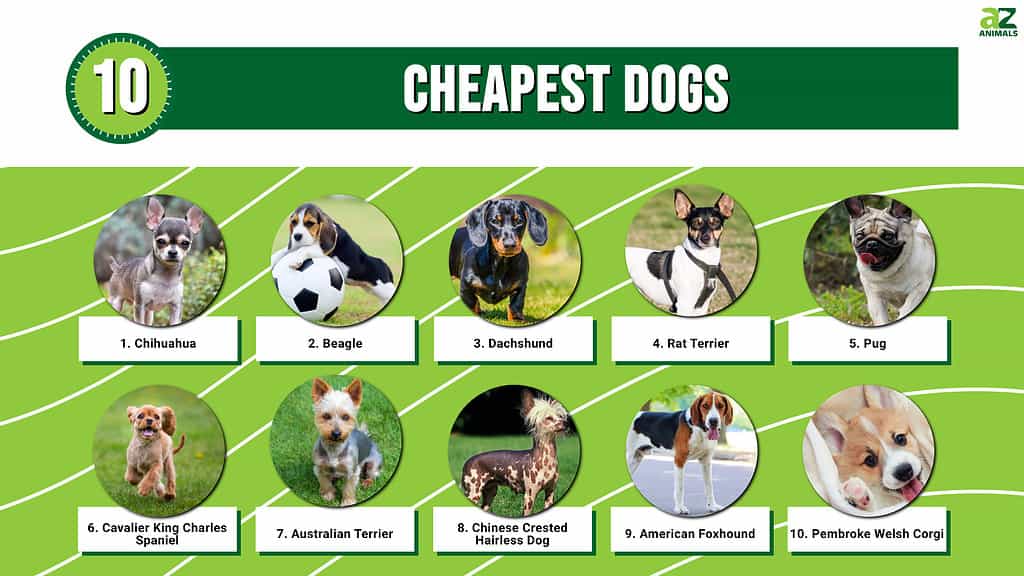 Các chú chó xinh nhất và rẻ nhất cheapest cutest dogs Không phải bỏ qua