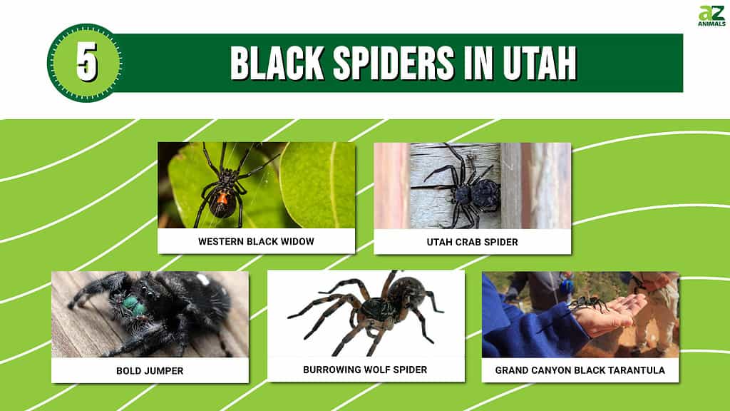 Infographic showing five black spiders that live in Utah.