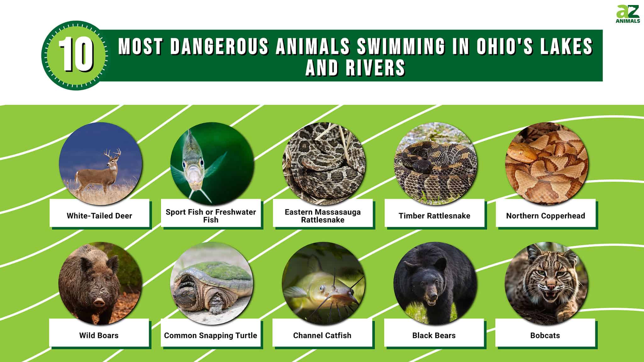 The 10 Most Dangerous Animals in Ohio's Lakes and Rivers