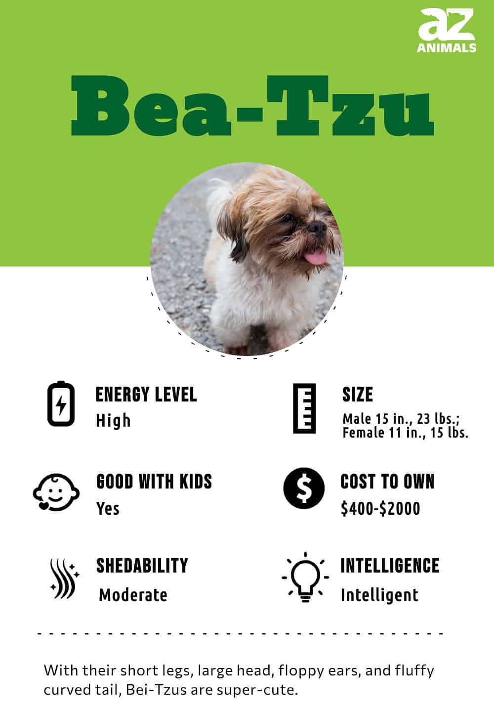 Bea tzu store puppies for sale