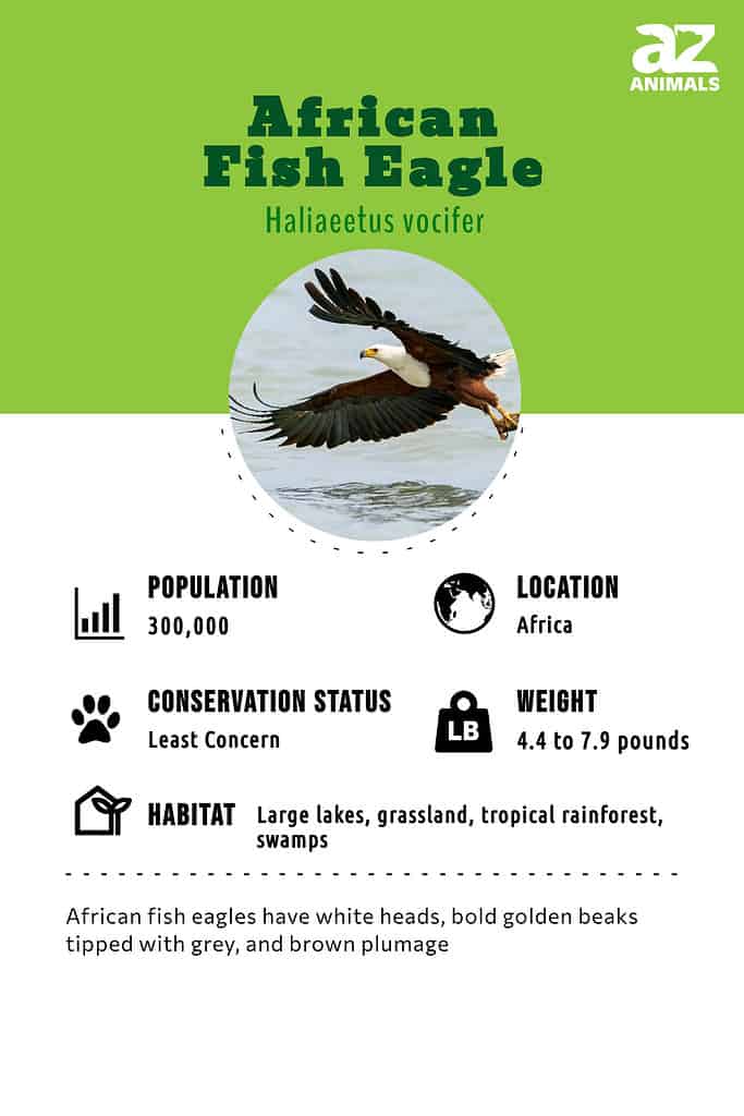 African Fish Eagle Bird Facts  Haliaeetus Vocifer - A-Z Animals
