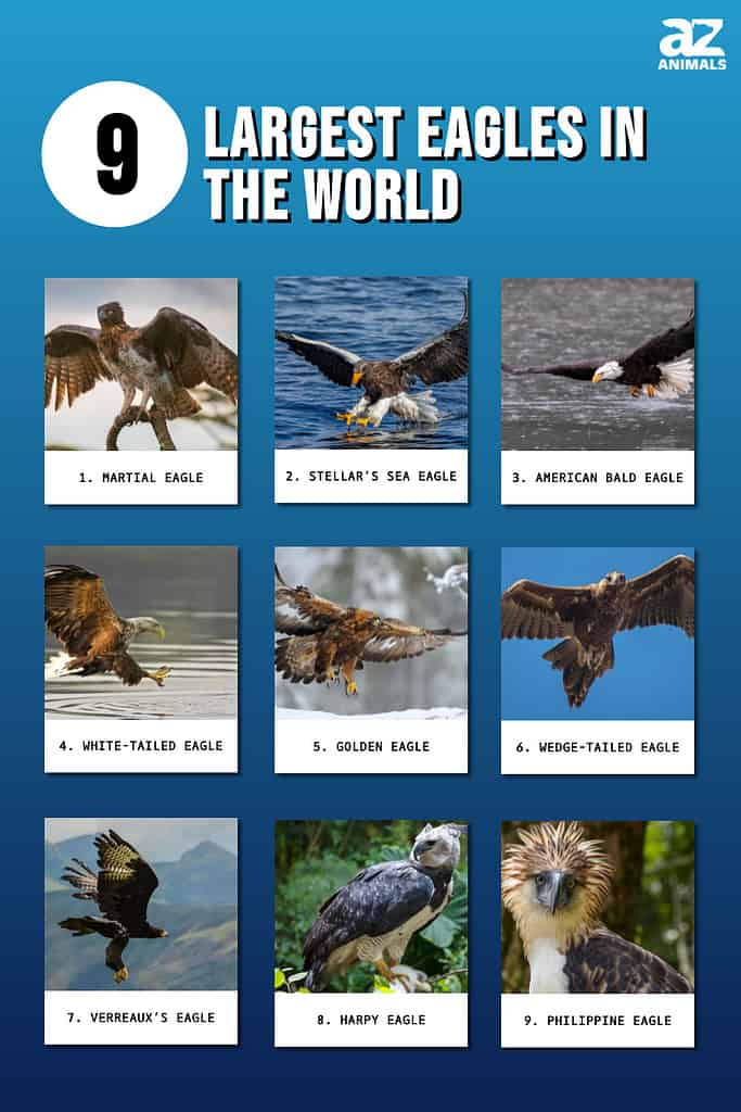 Infographic of the largest Eagles in the world.