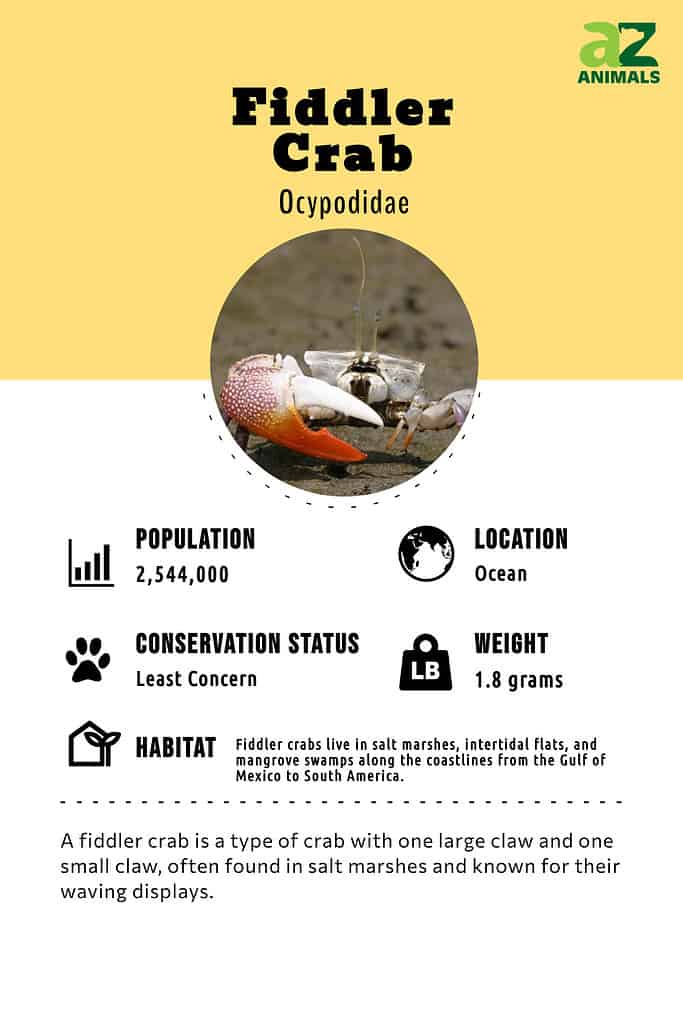 A fiddler crab is a type of crab with one large claw and one small claw, often found in salt marshes and known for their waving displays.