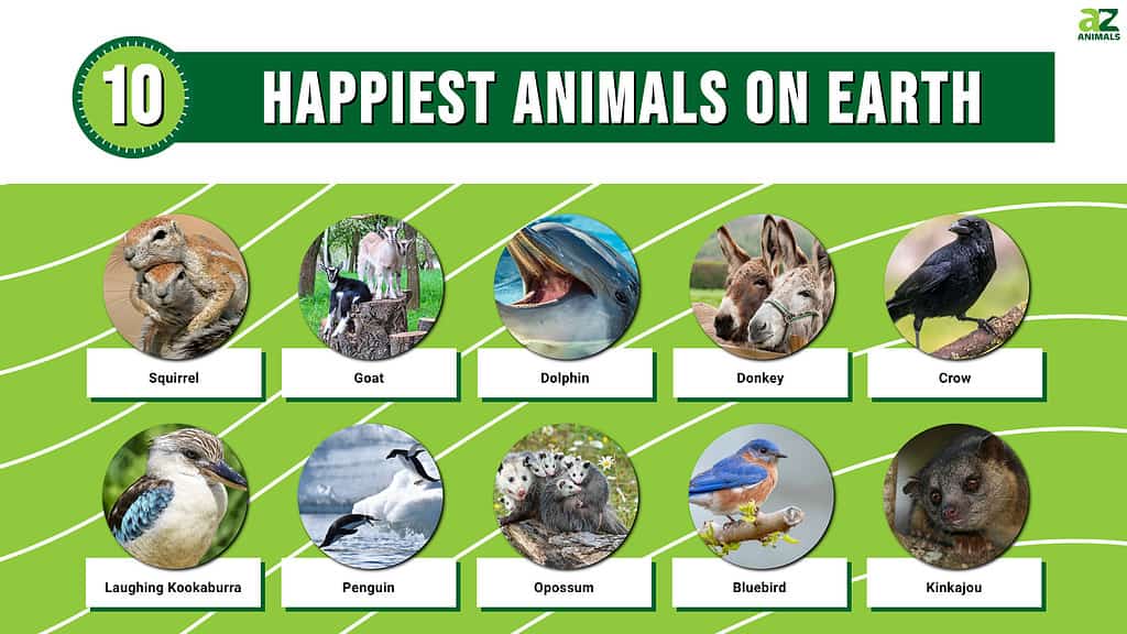 Infographic of the Happiest Animals on Earth