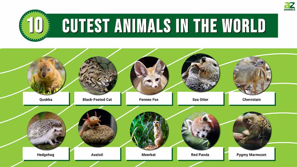 Infographic of the 10 Cutest Animals in the World