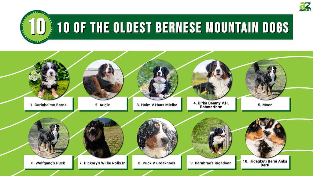 10 of the Oldest Bernese Mountain Dogs infographic