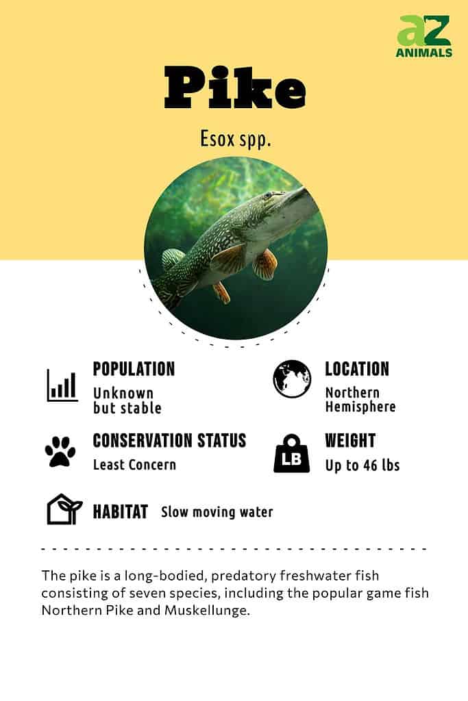Carp Fish Facts - A-Z Animals