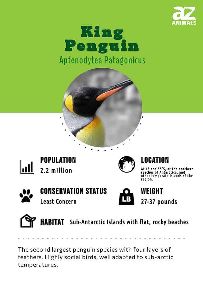 King penguin infographic   