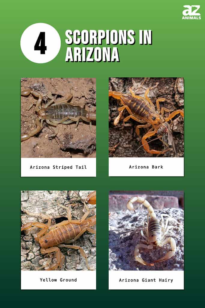 4 Scorpions in Arizona You Will Encounter in 2024 AZ Animals
