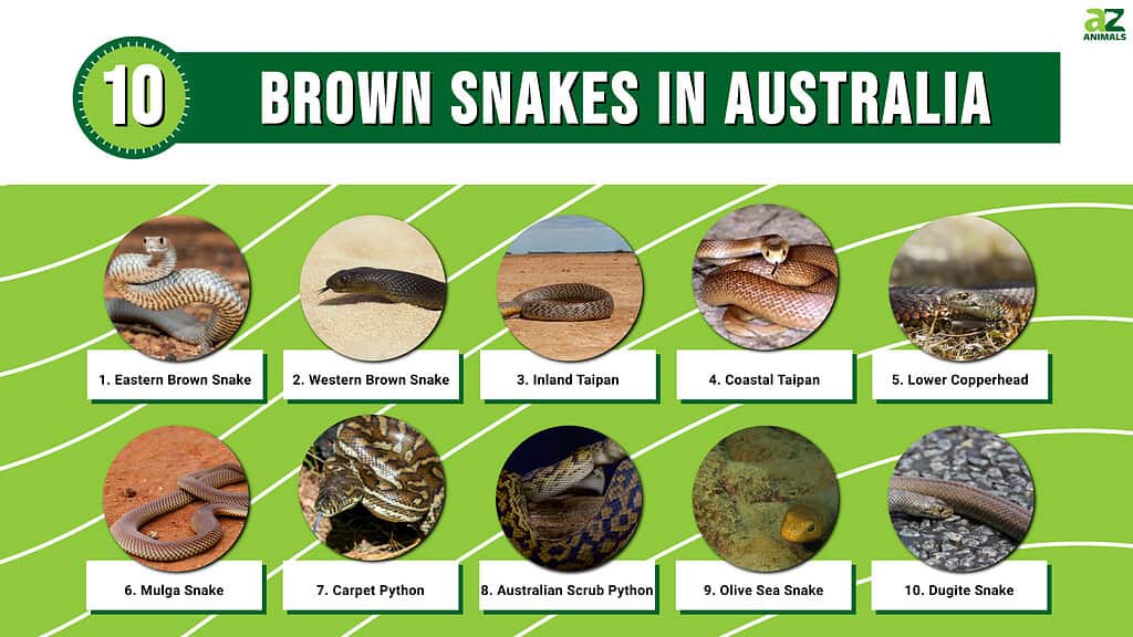 An infographic about brown snakes in Australia