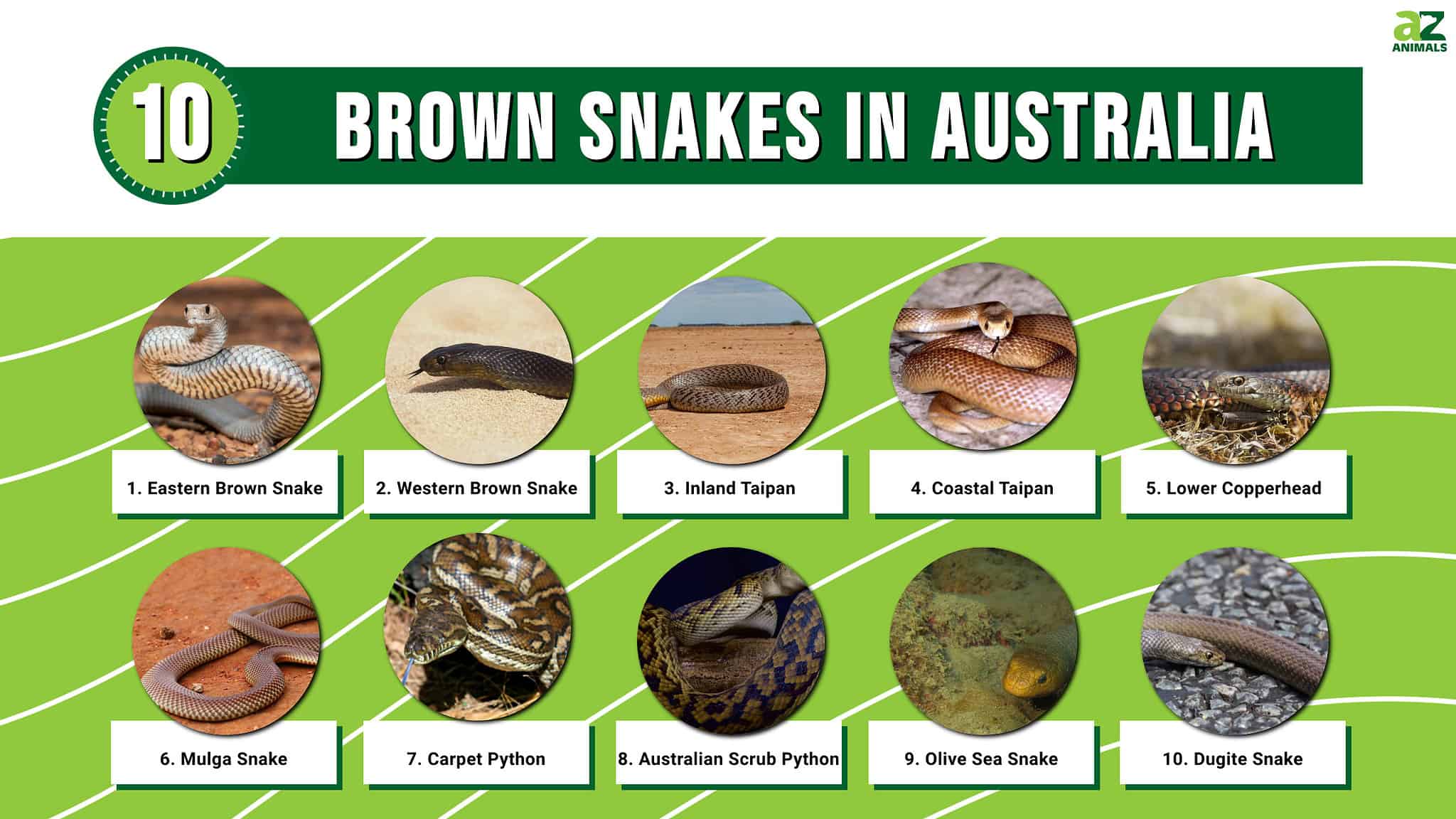 10 Brown Snakes in Australia: What They Are and Where They Live - A-Z ...