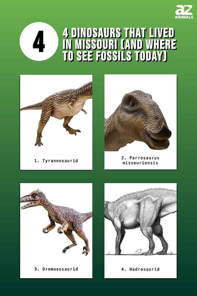 4 Dinosaurs That Lived in Missouri (And Where to See Fossils Today) infographic