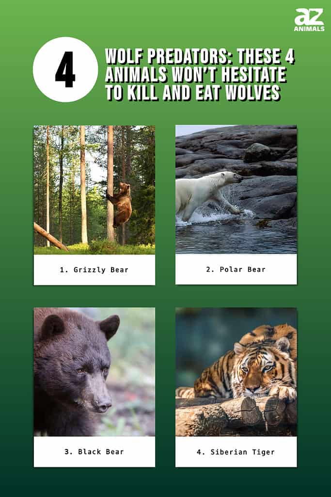 Wolf Predators: These 4 Animals Won’t Hesitate to Kill and Eat Wolves infographic