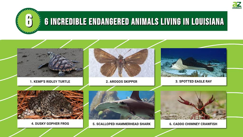 6 Incredible Endangered Animals Living In Louisiana infographic