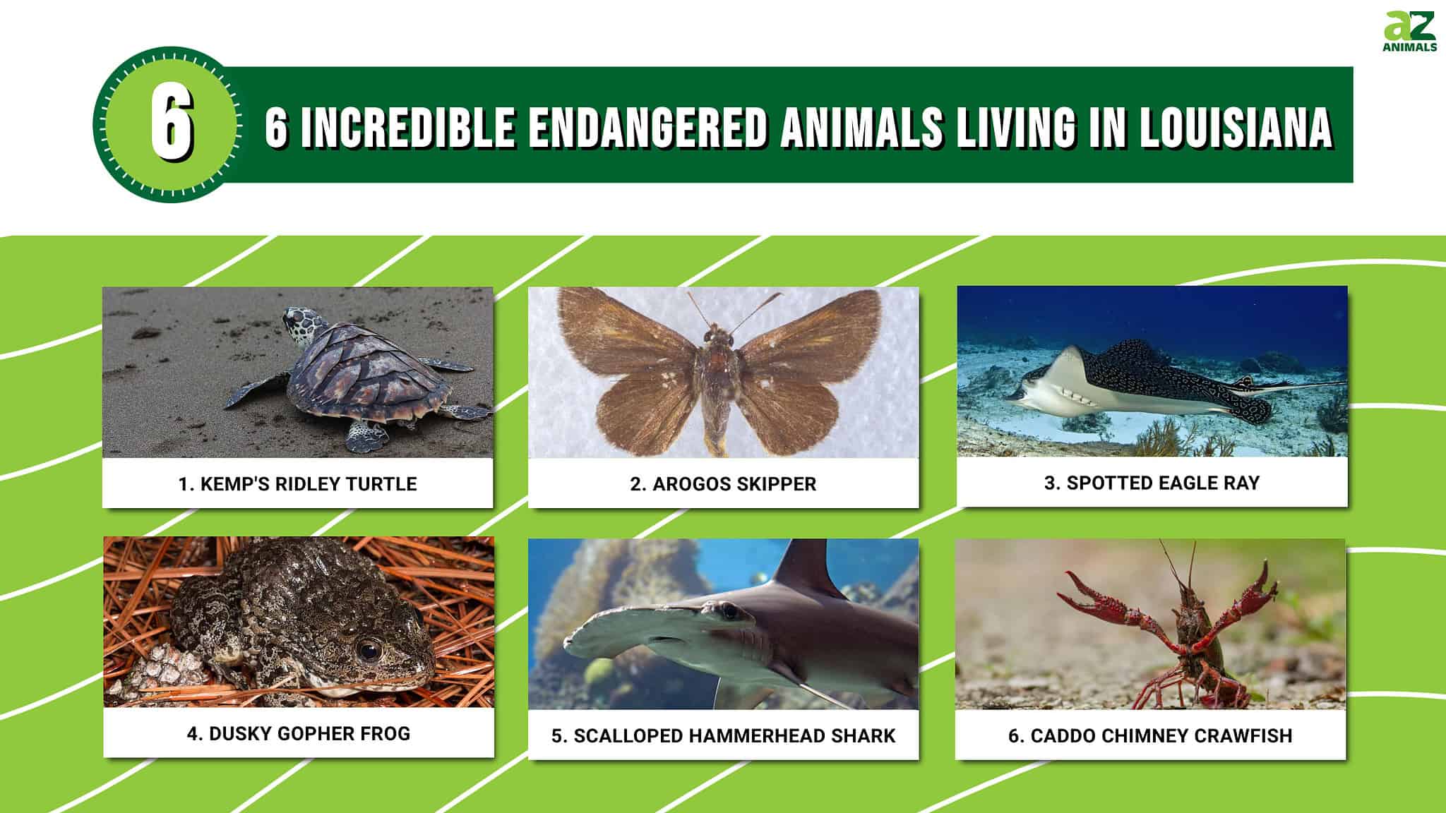 6 Incredible Endangered Animals Living In Louisiana - A-Z Animals