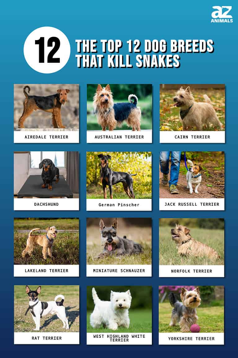 The 12 Dog Breeds Fierce Enough to Kill Snakes - A-Z Animals