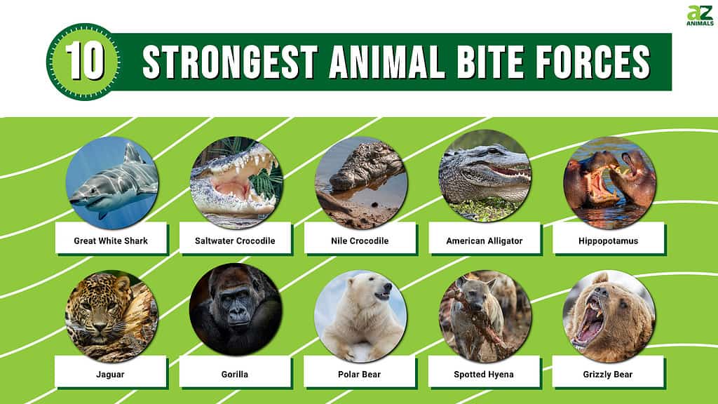Infographics of 10 Strongest Animal Bite Forces