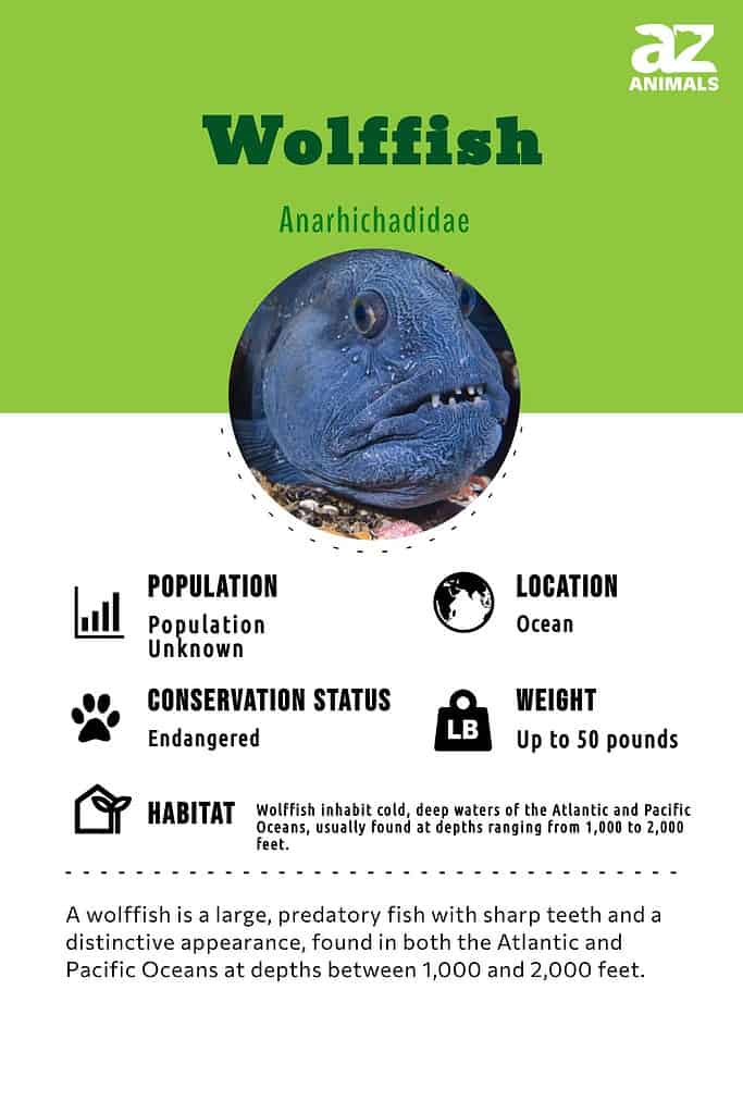 Wolffish Fish Facts  Anarhichadidae - A-Z Animals