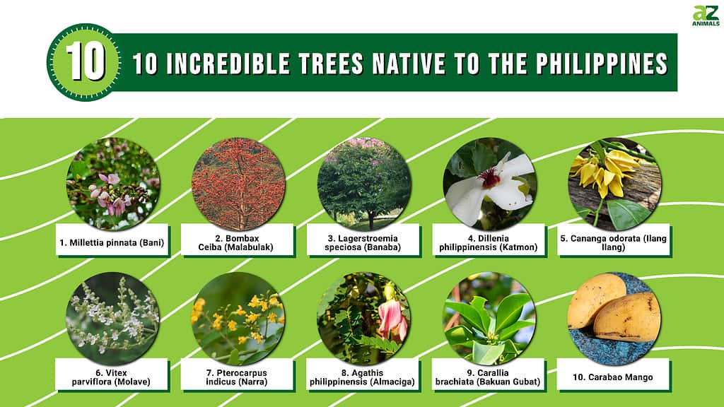 10 Incredible Trees Native to the Philippines infographic