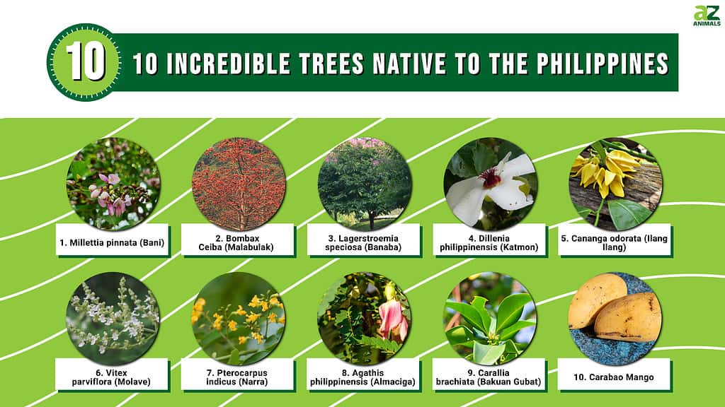 names of indian trees