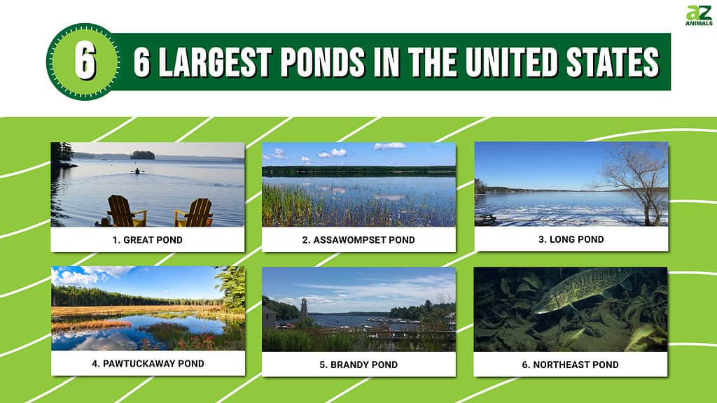 6 Largest Ponds in the United States infographic