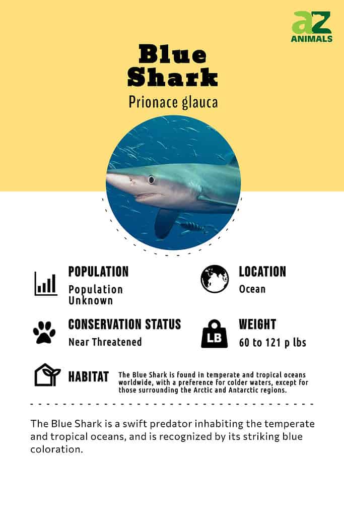The Blue Shark is a swift predator inhabiting the temperate and tropical oceans, and is recognized by its striking blue coloration.