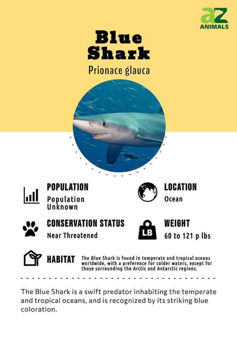 Blue Shark Animal Facts - Prionace glauca - A-Z Animals
