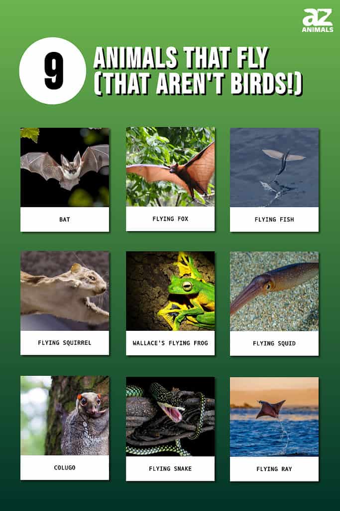 9 Animals That Fly (That Aren't Birds)